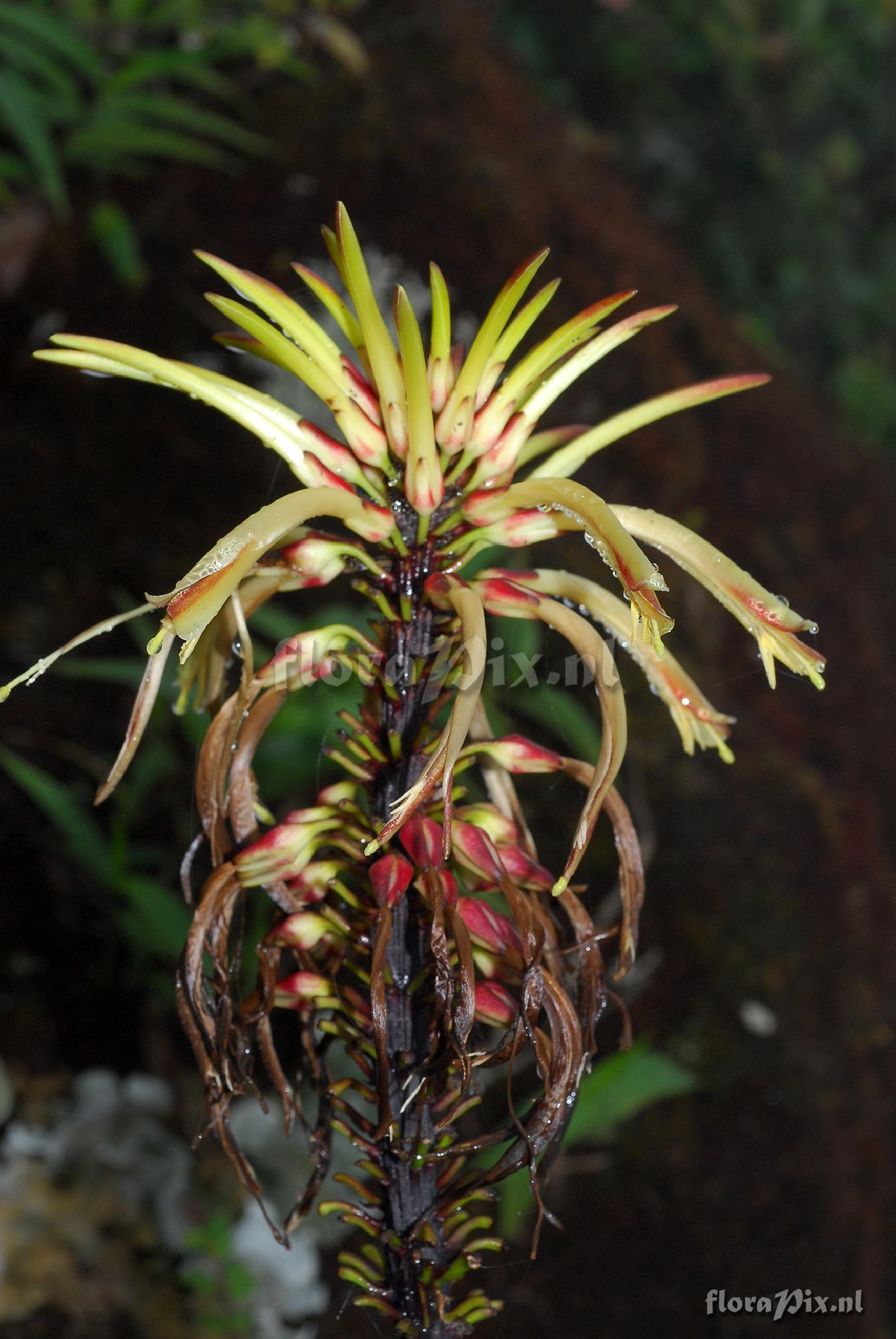 Pitcairnia sp.