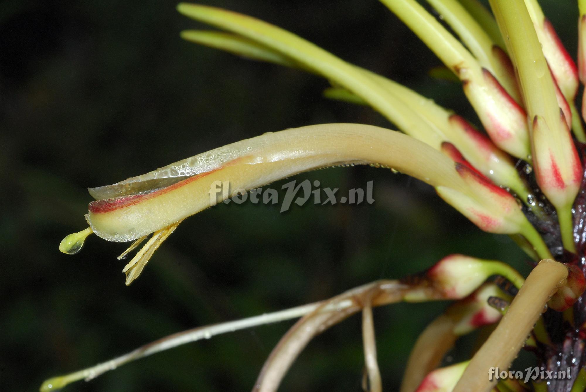 Pitcairnia sp.