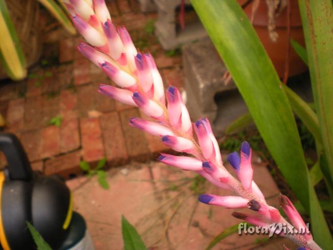 UNKNOWN - Quesnelia Aechmea Cross???