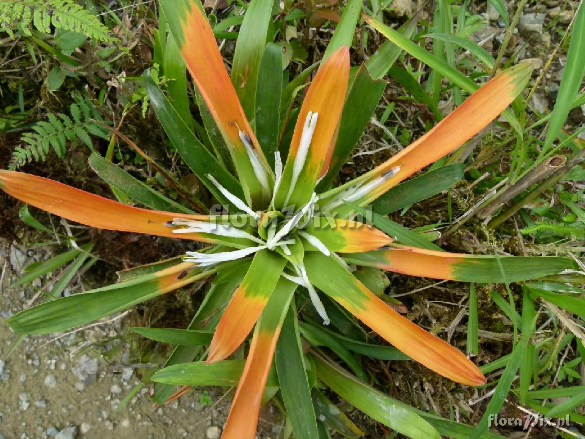 Guzmania sp. nov. aff nidularioides