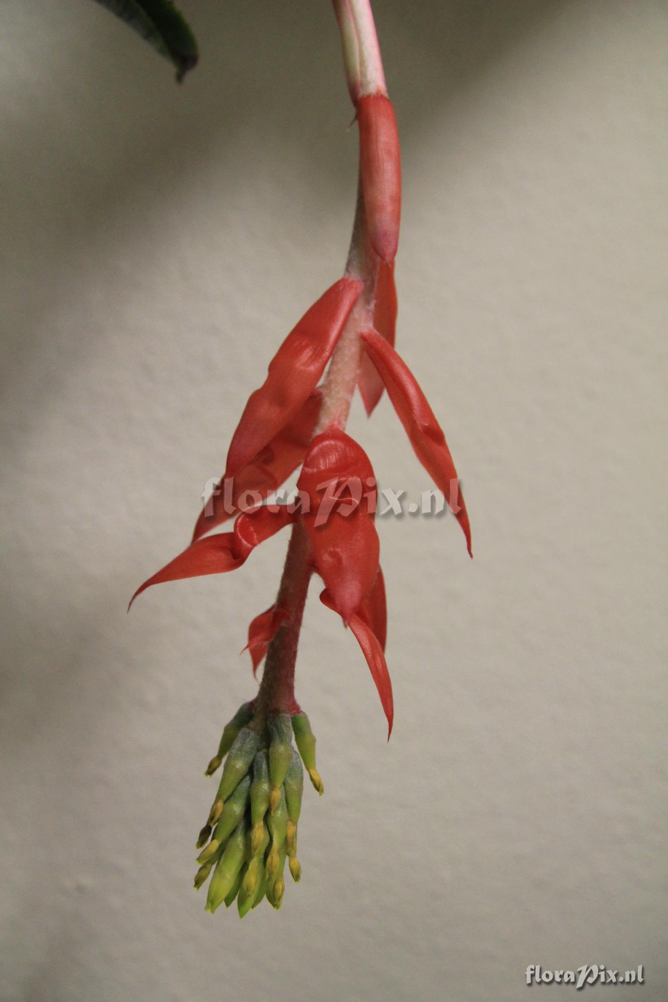 Aechmea nudicaulis