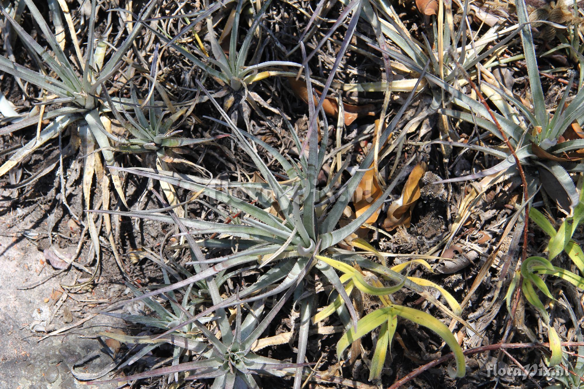 Orthophytum rafaelii