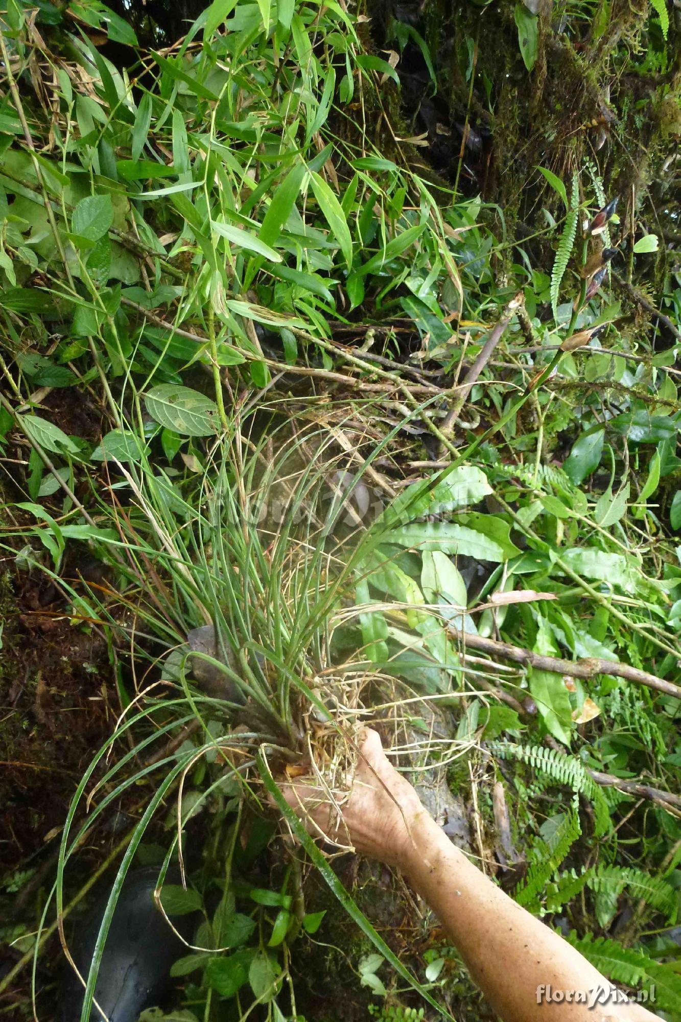 Werauhia graminifolia ?