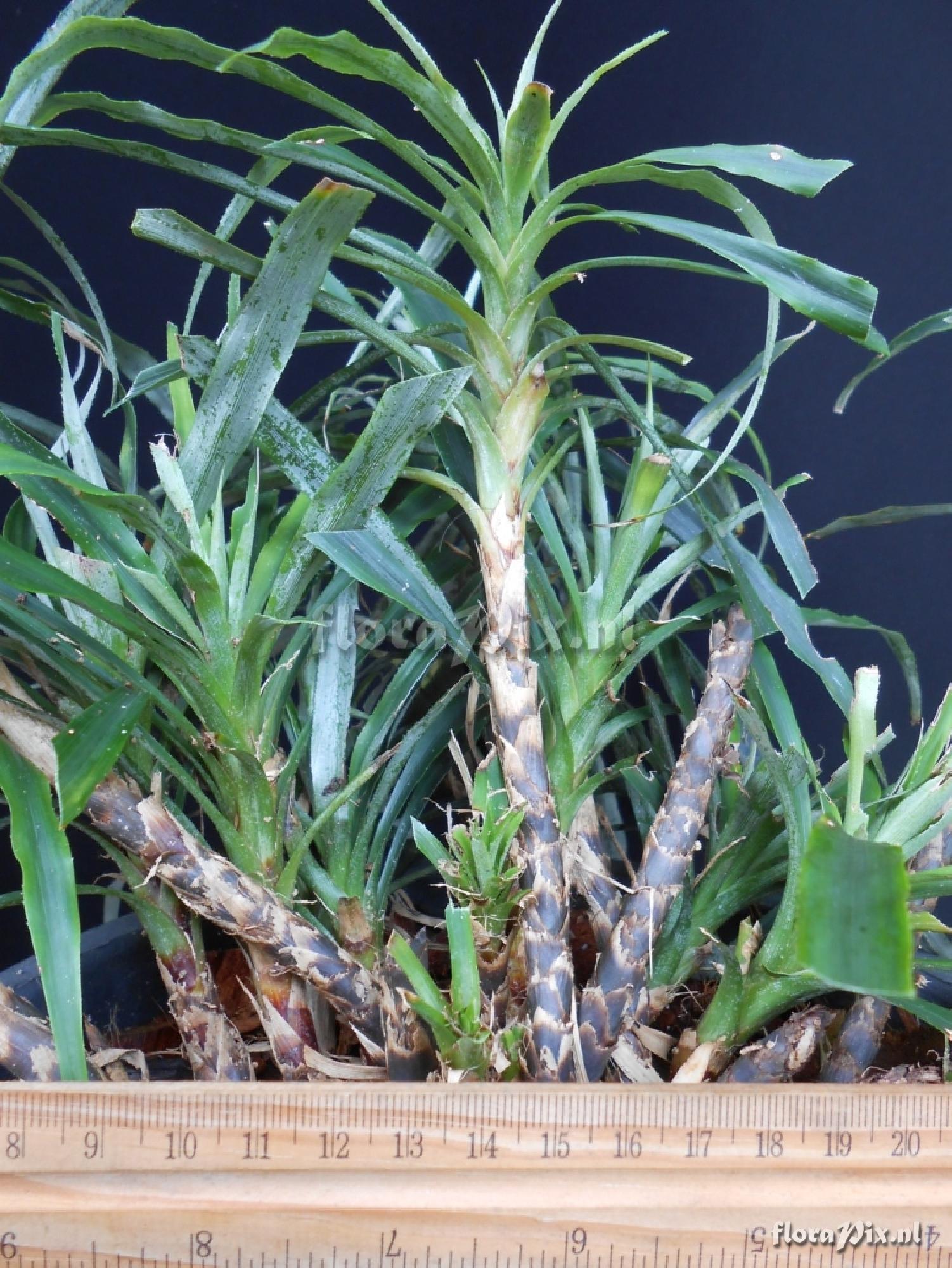 Pitcairnia punicea