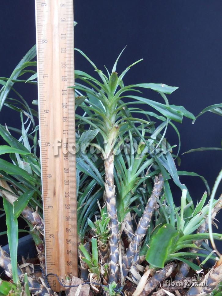 Pitcairnia punicea