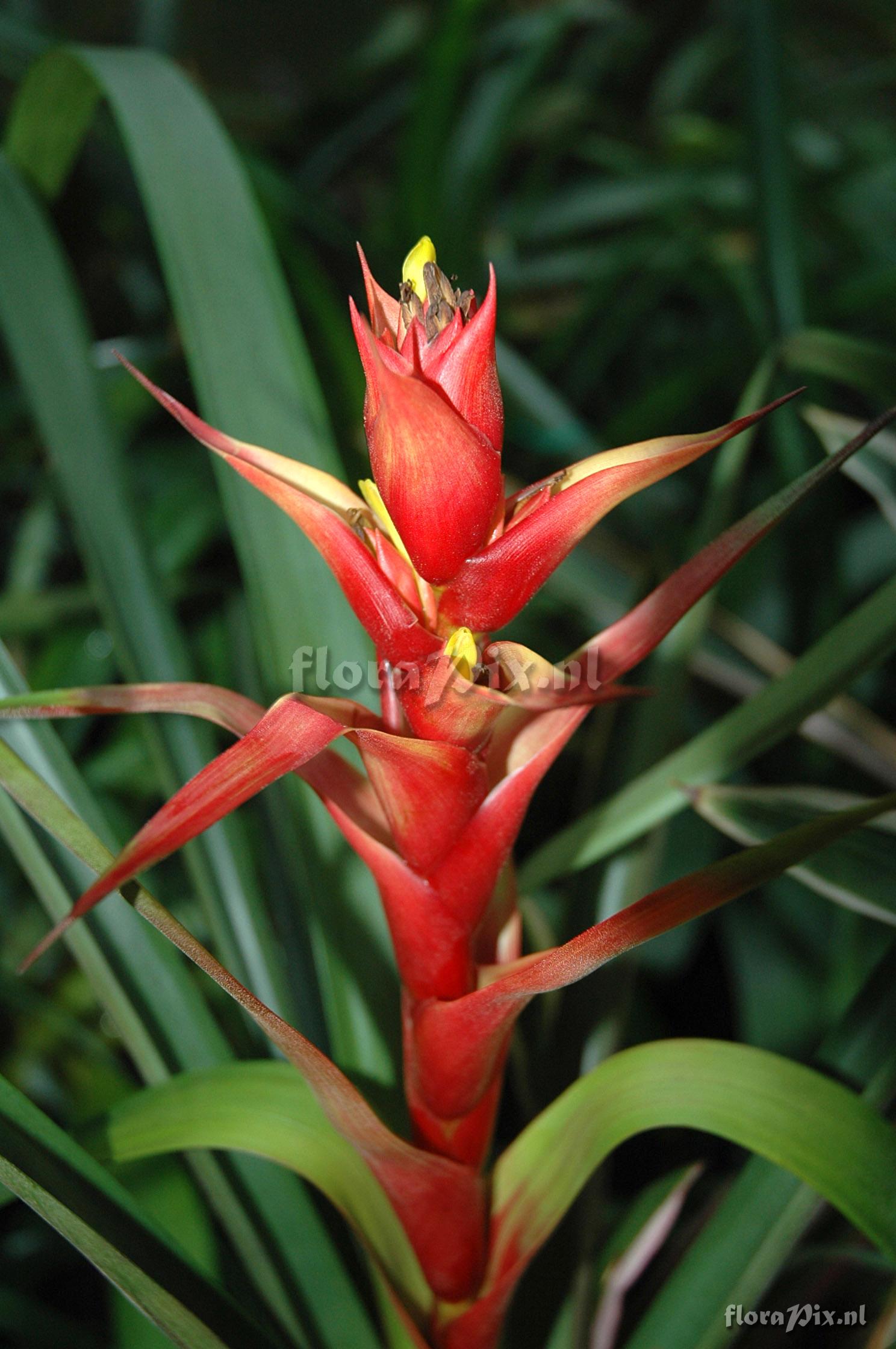 Guzmania arenaria