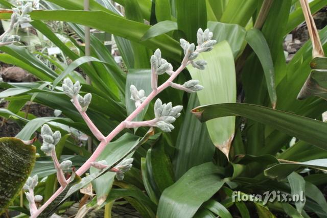 Hohenbergia correia-arauji