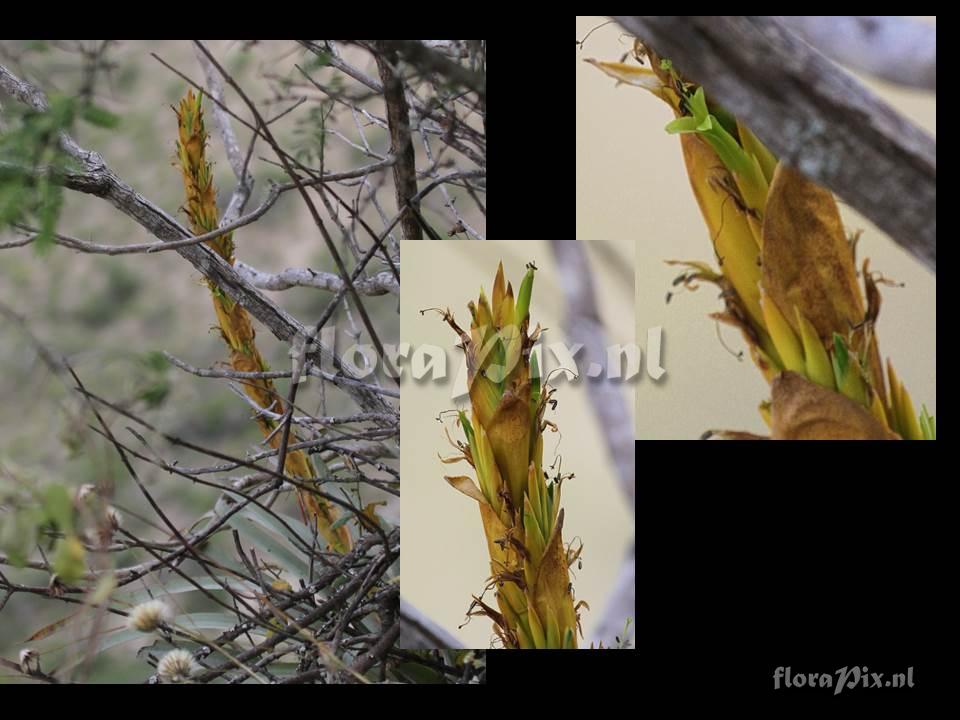 Tillandsia porphyrocraspeda??