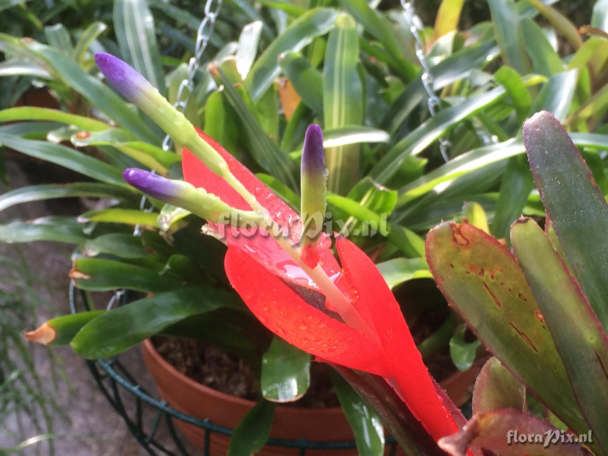 Billbergia 