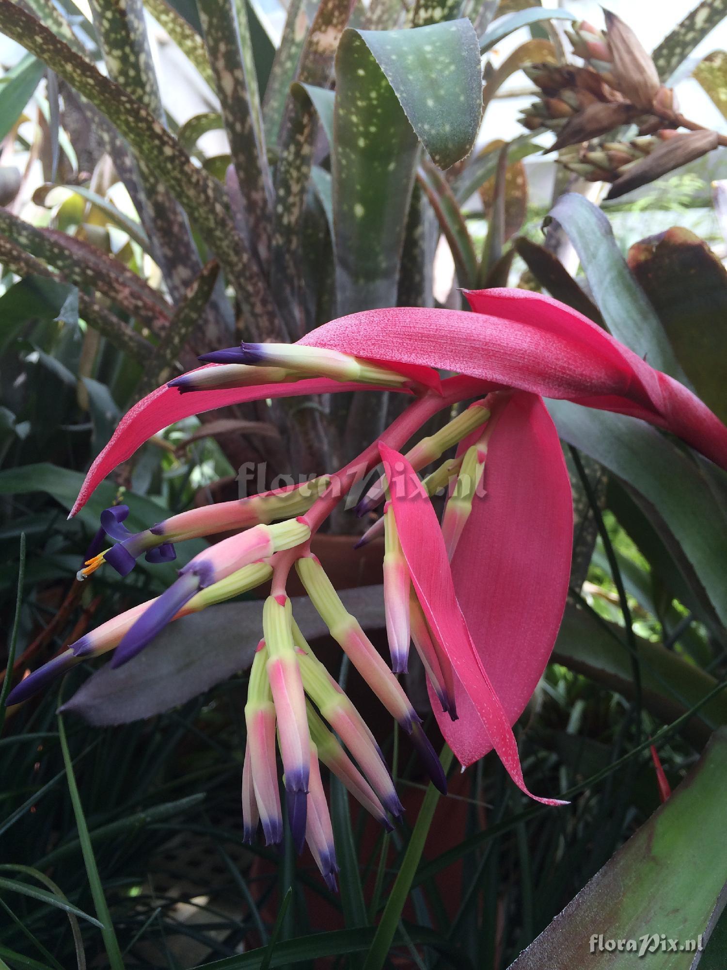 Billbergia 