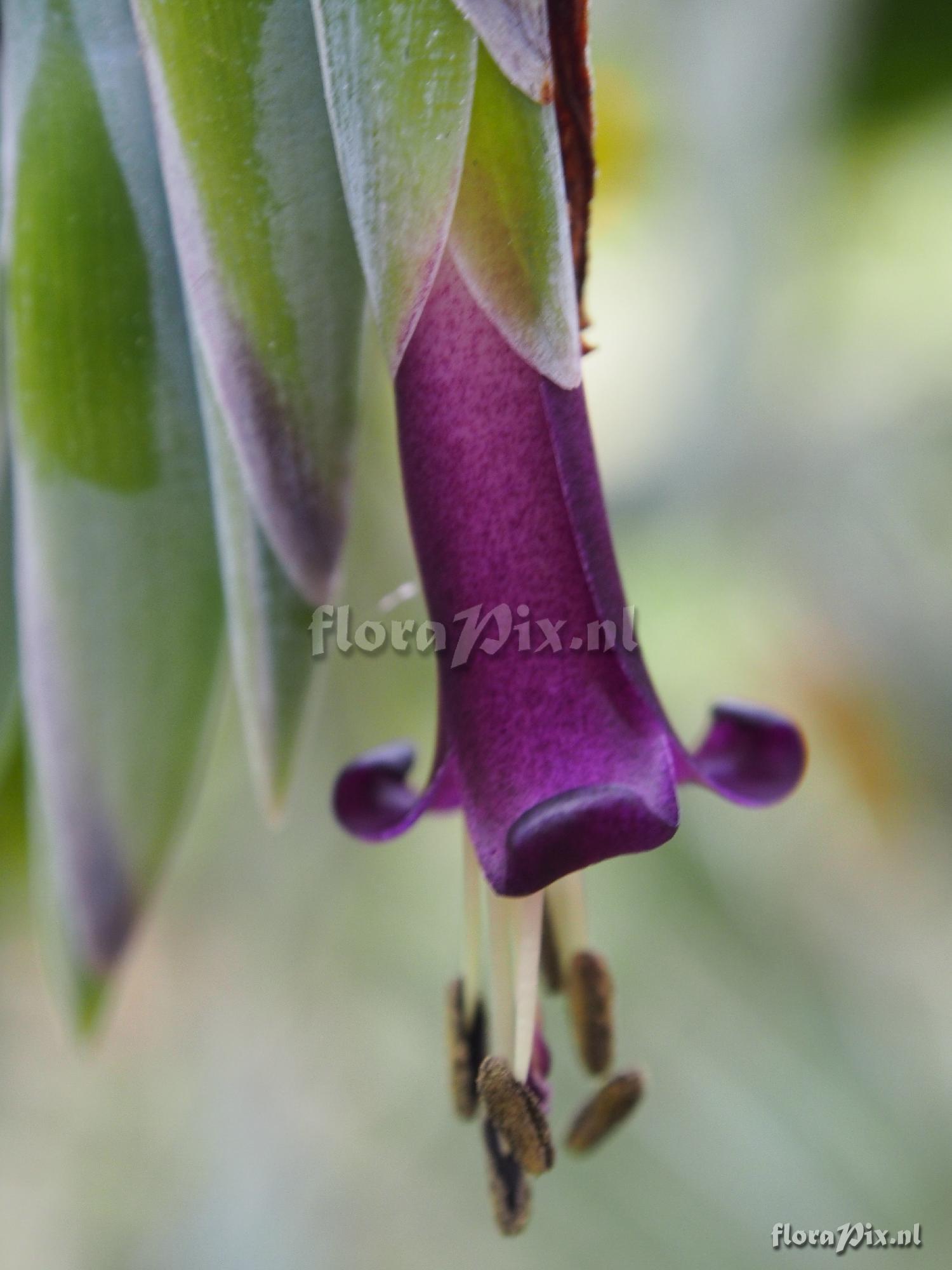 Tillandsia ferreyrae