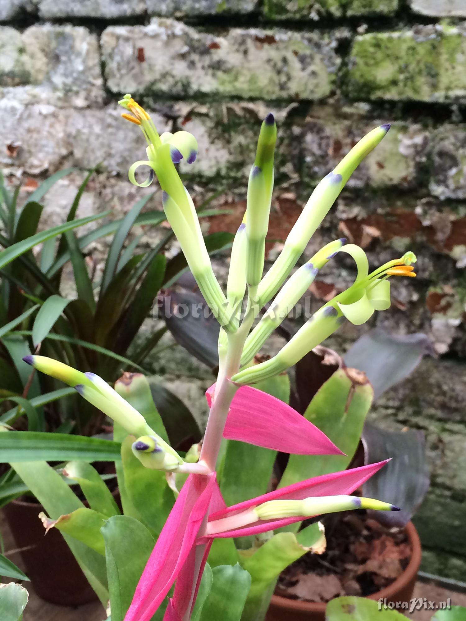 Billbergia 