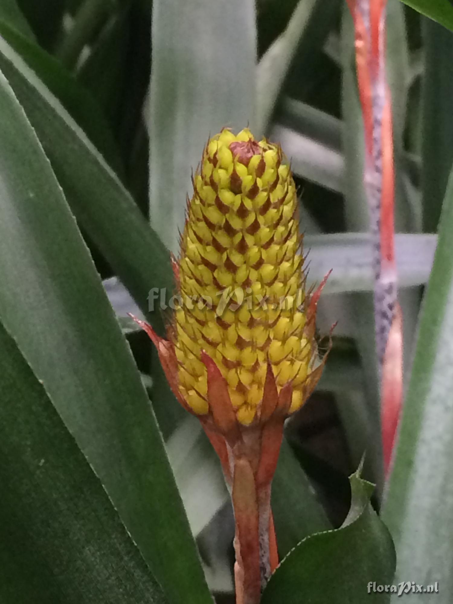 Aechmea comata