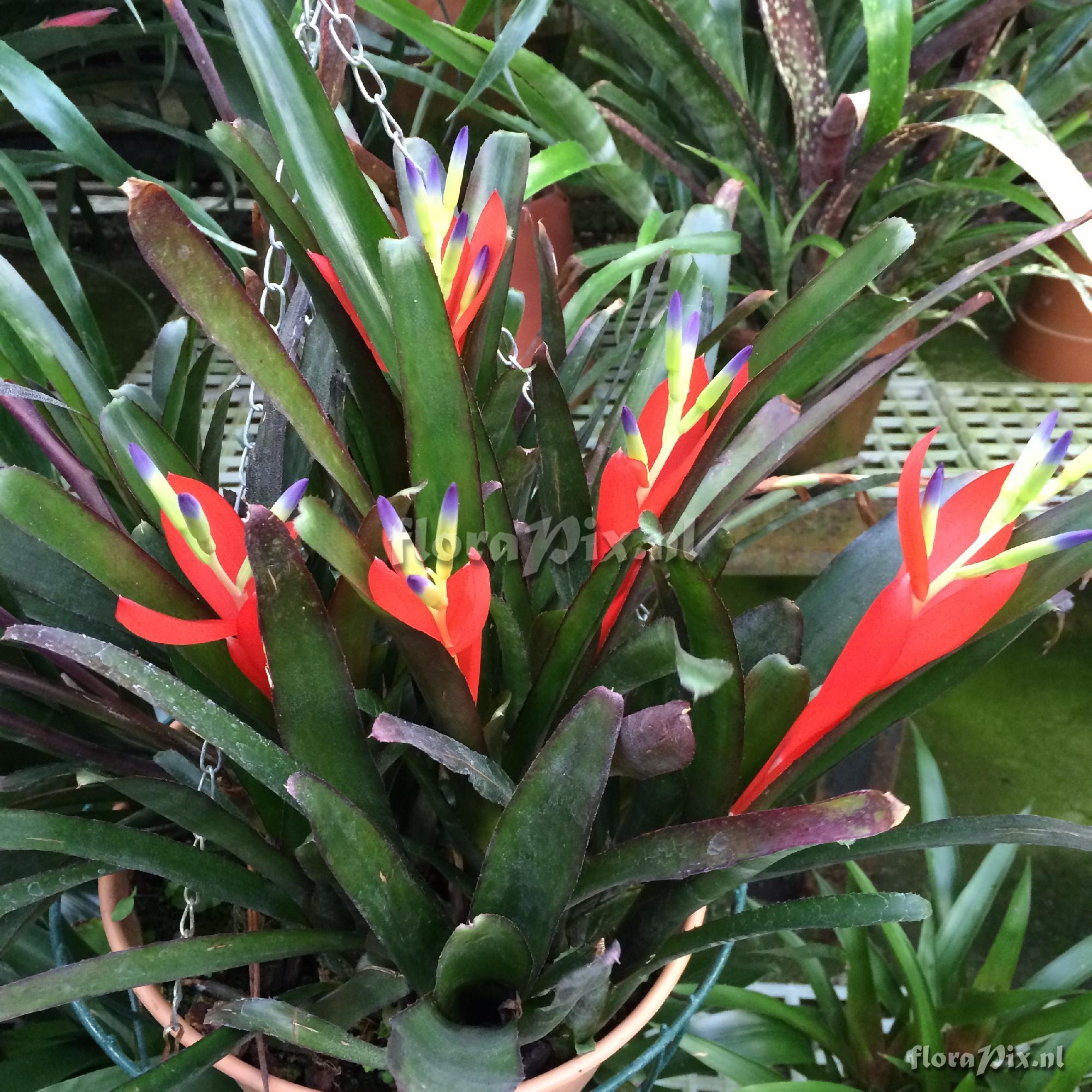 Billbergia 