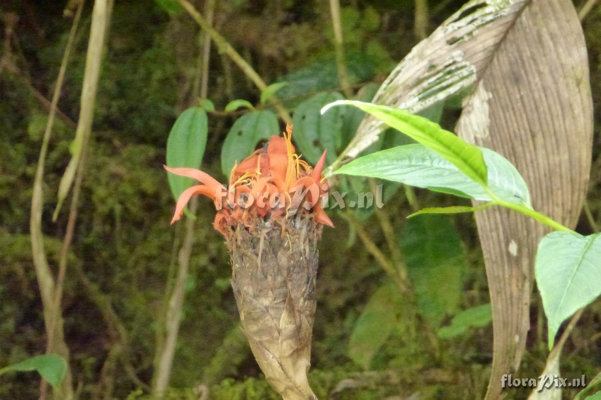 Pitcairnia sp?