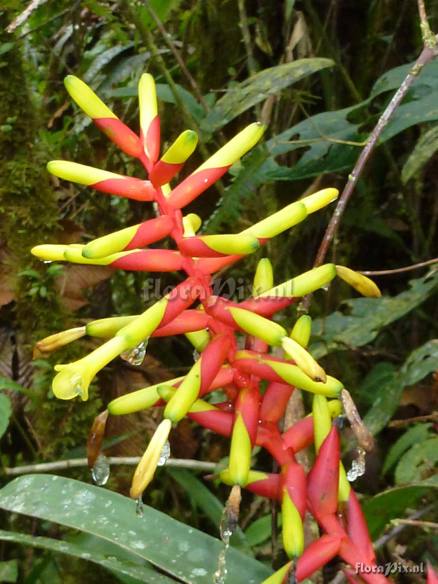 Guzmania sprucei