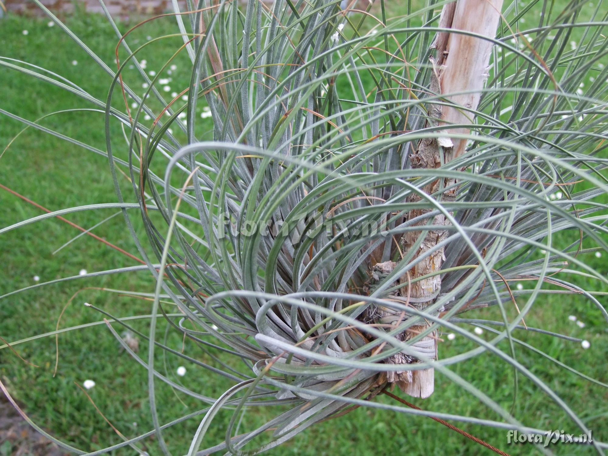 Tillandsia cf. juncea