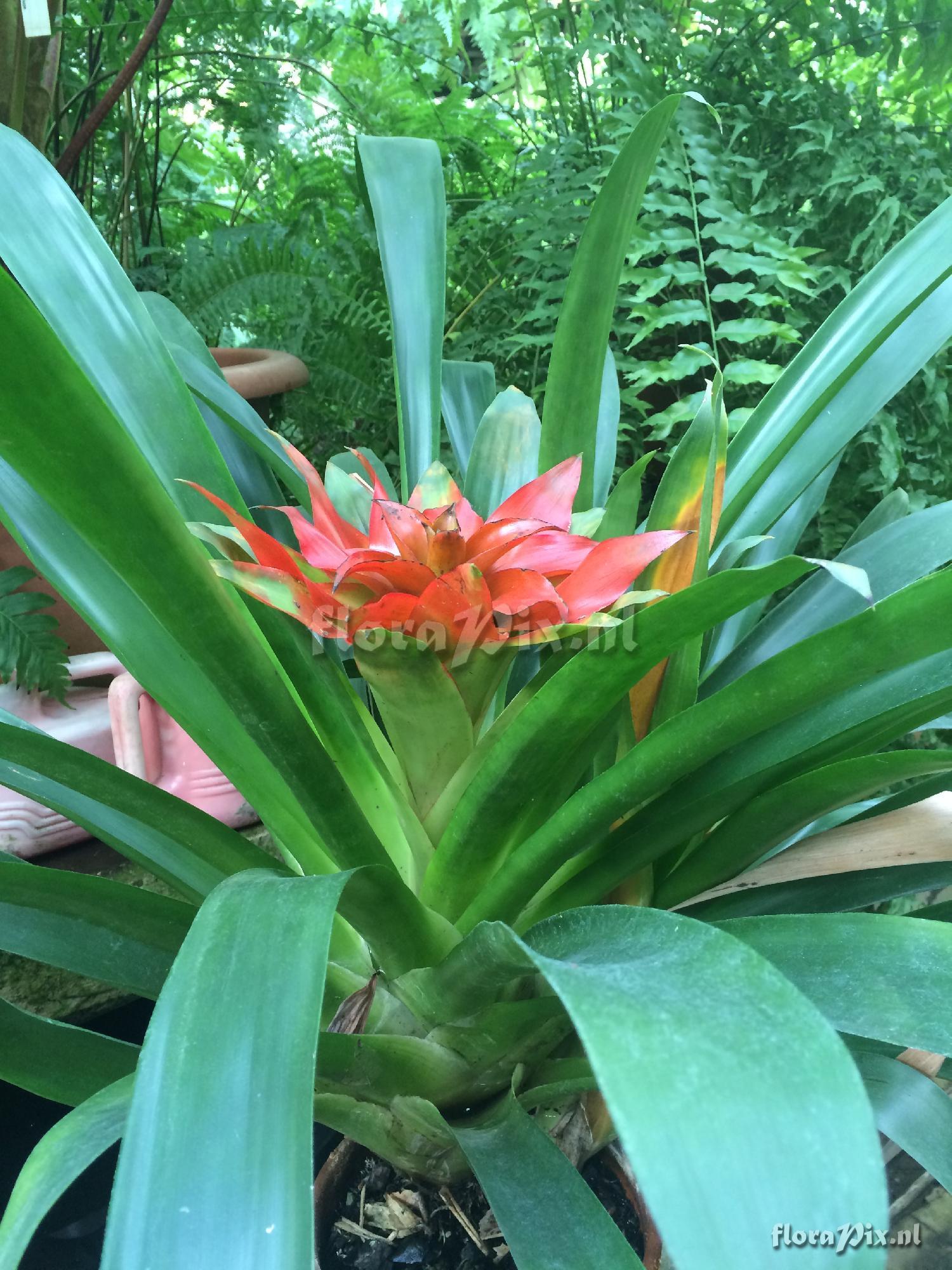 Guzmania lingulata hybrid