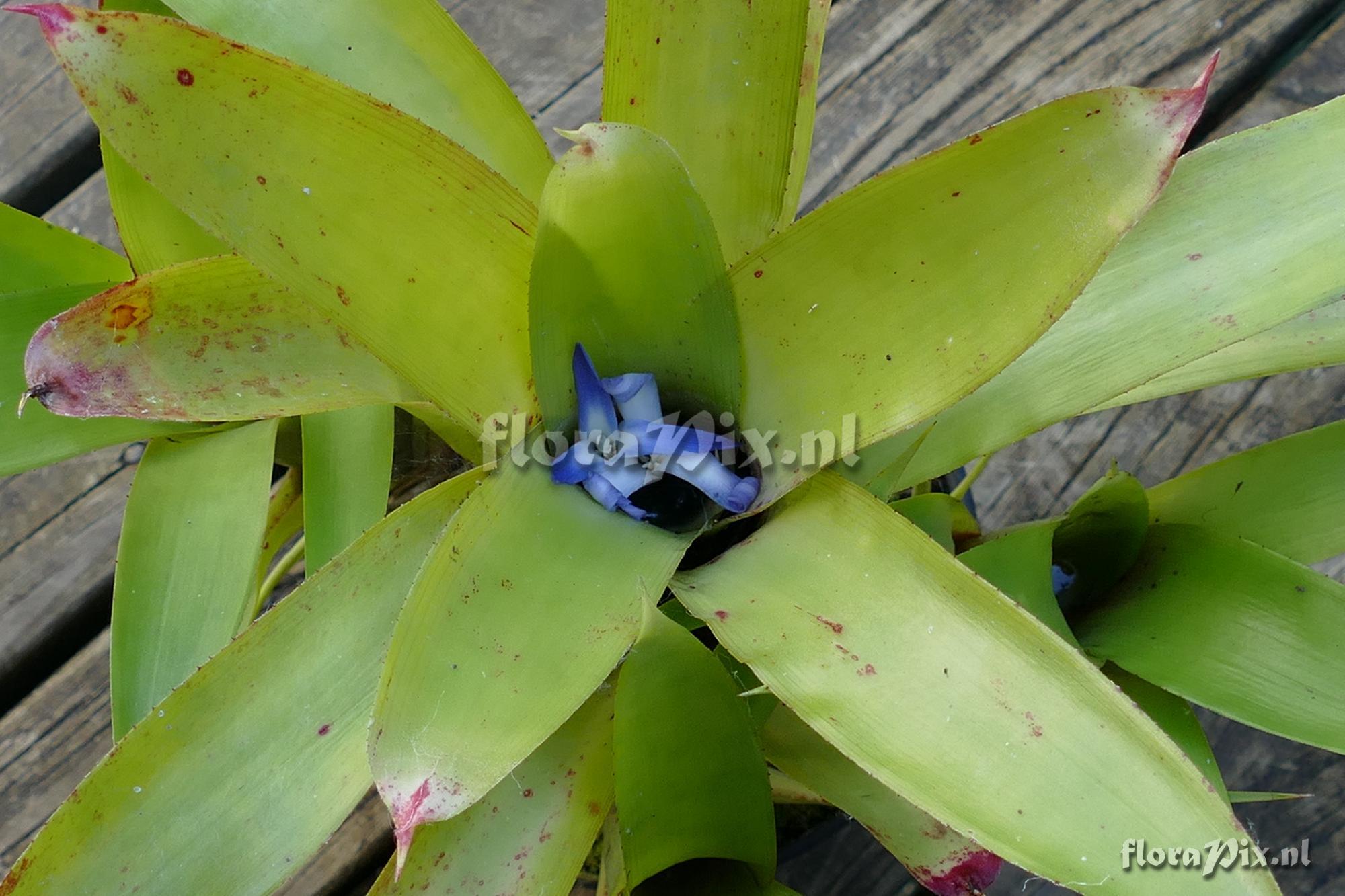 Neoregelia paulistana