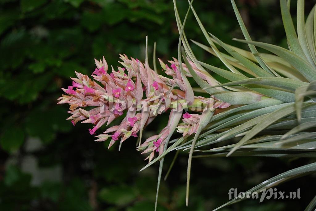 Tillandsia geminiflora