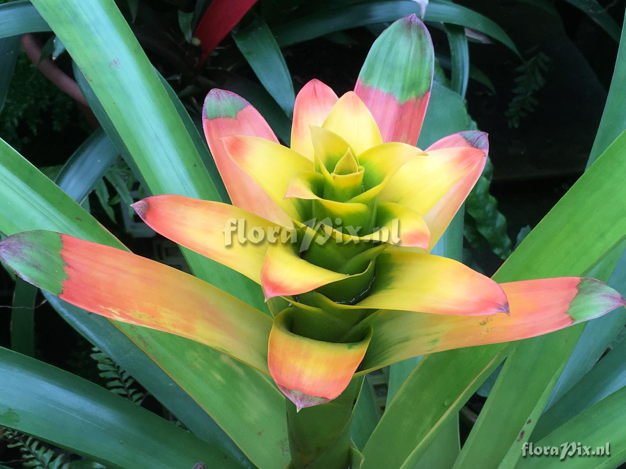 Guzmania squarrosa