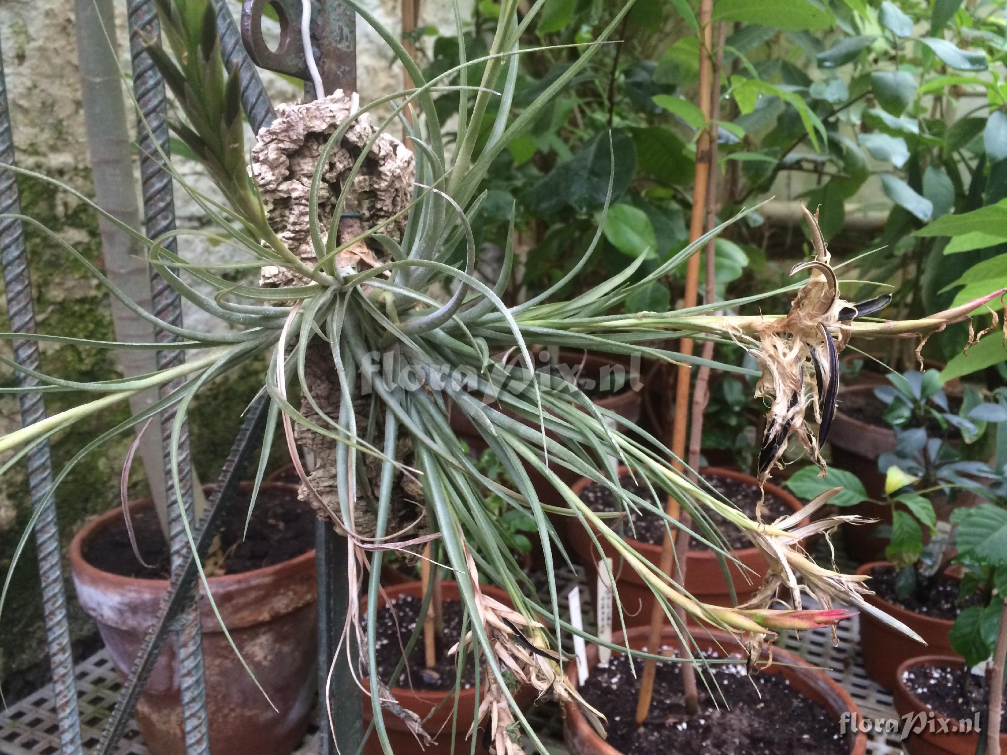 Tillandsia 