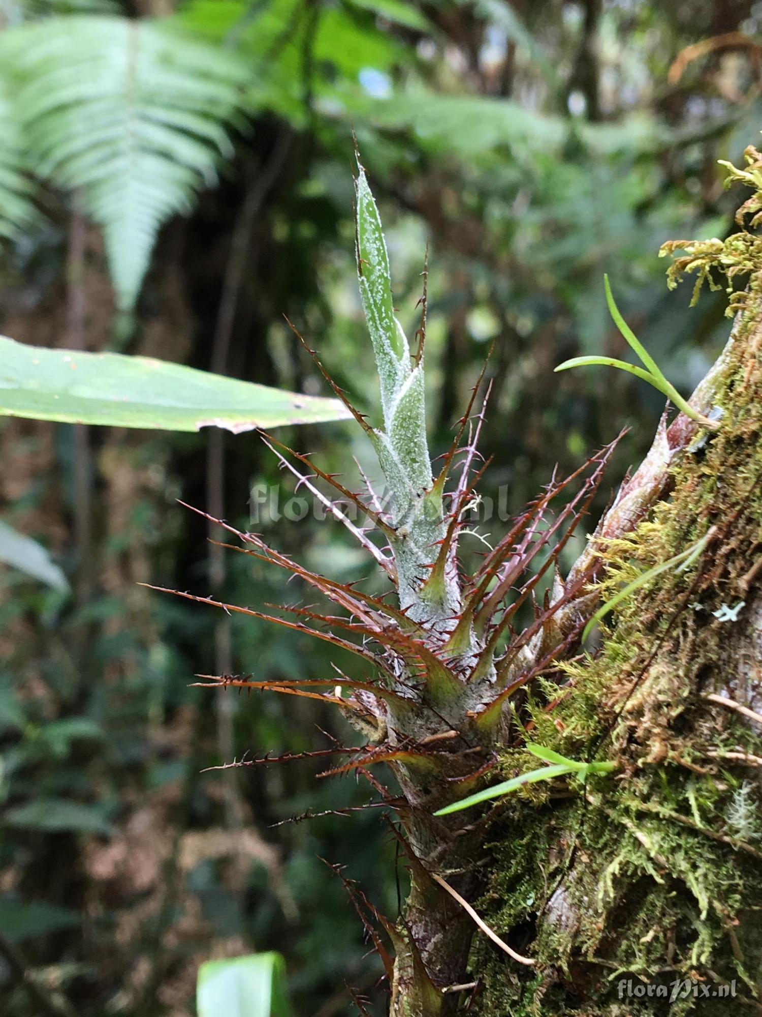 Pitcairnia 