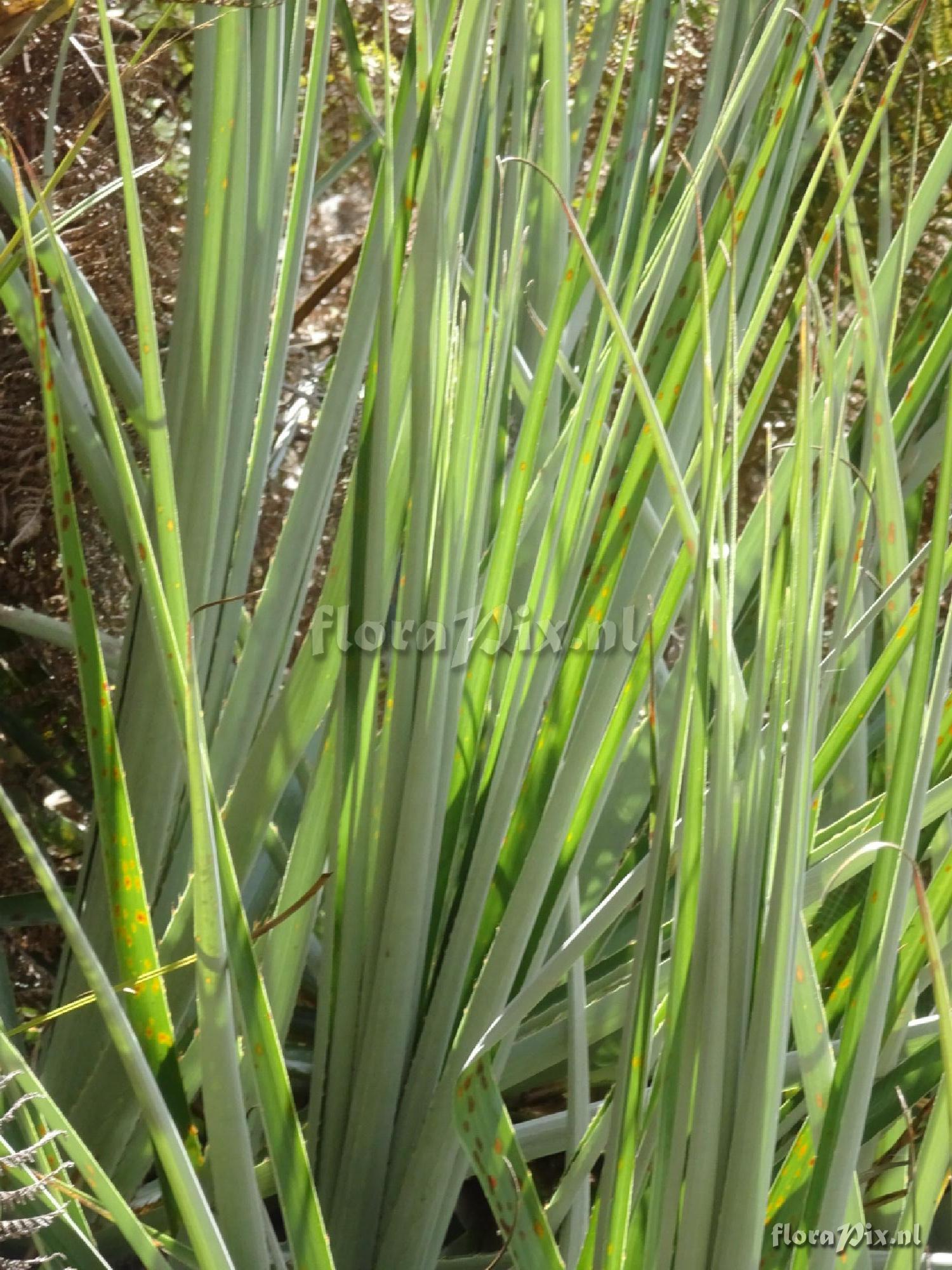 Puya 