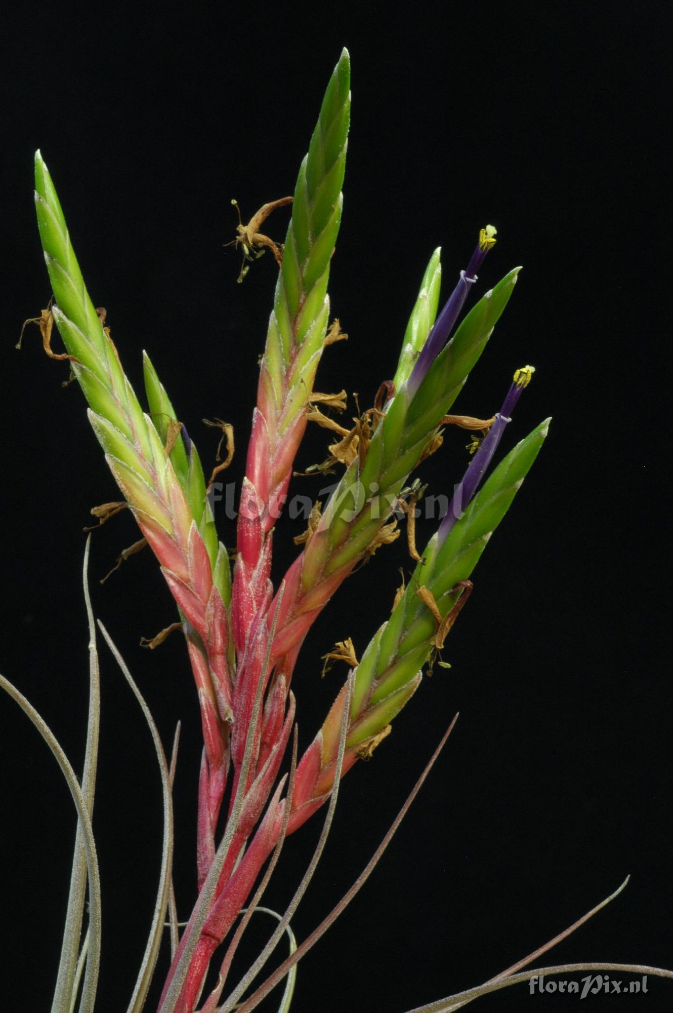 Tillandsia manzanilloensis