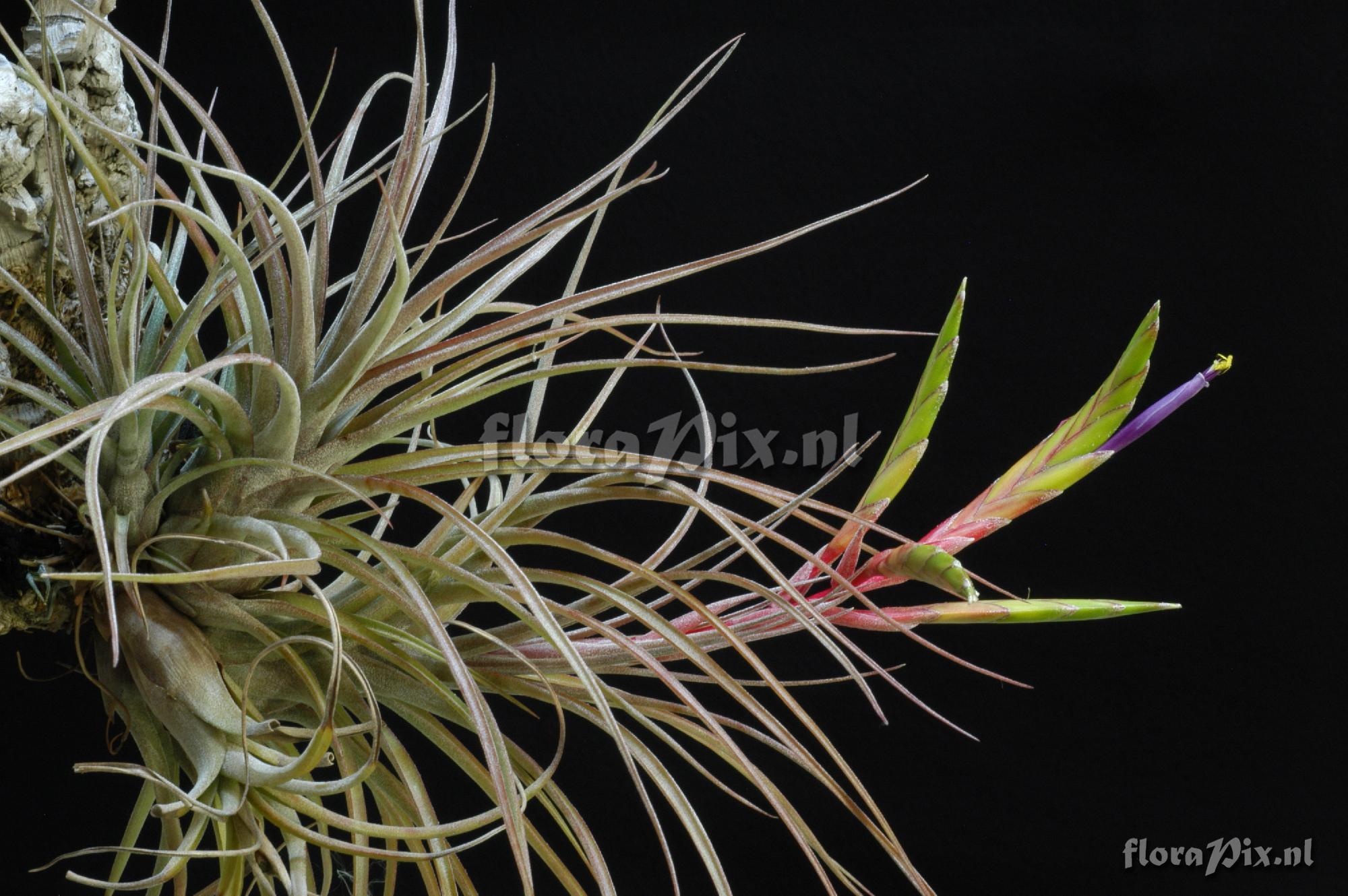 Tillandsia manzanilloensis