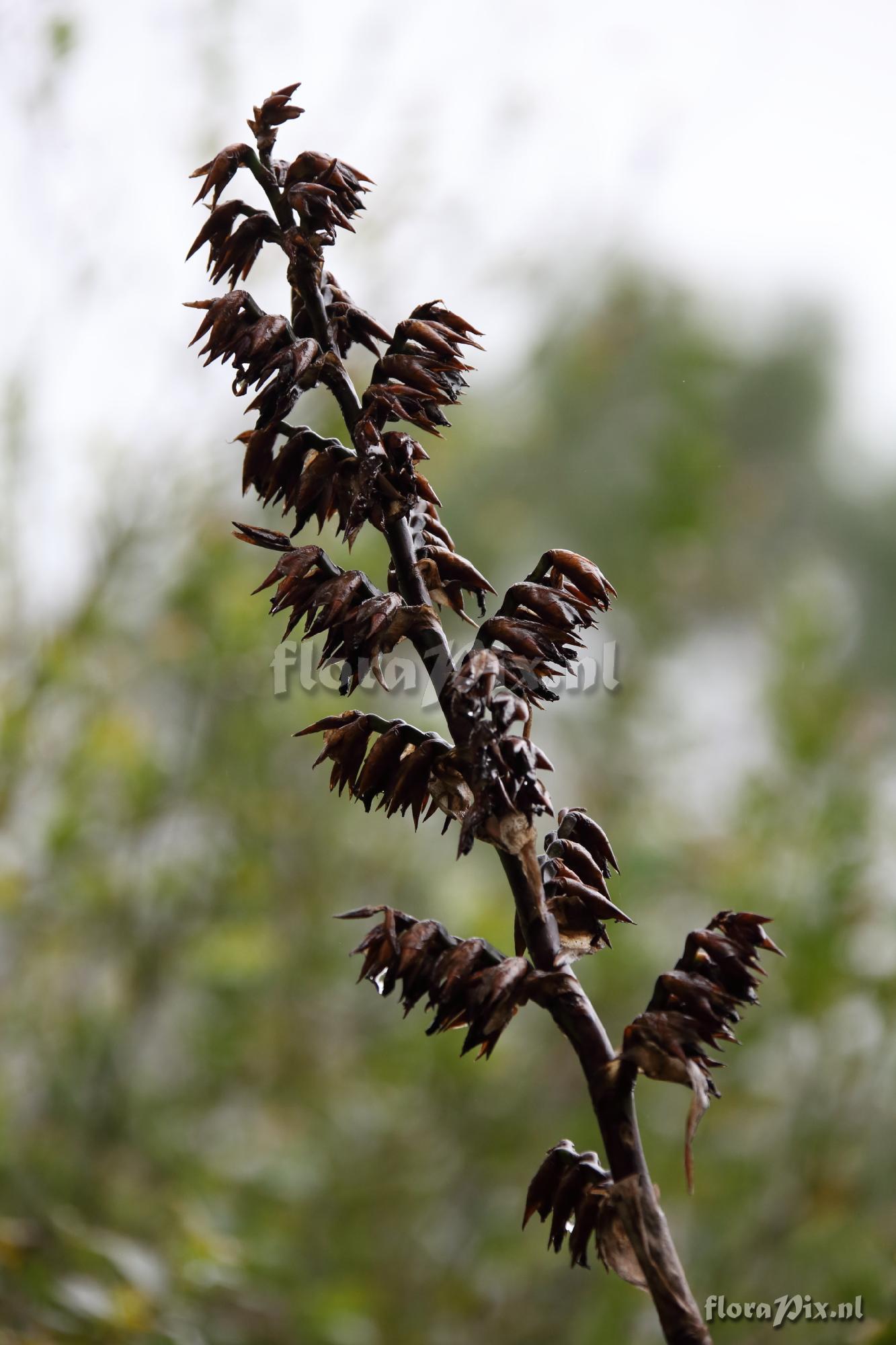 Werauhia sp.