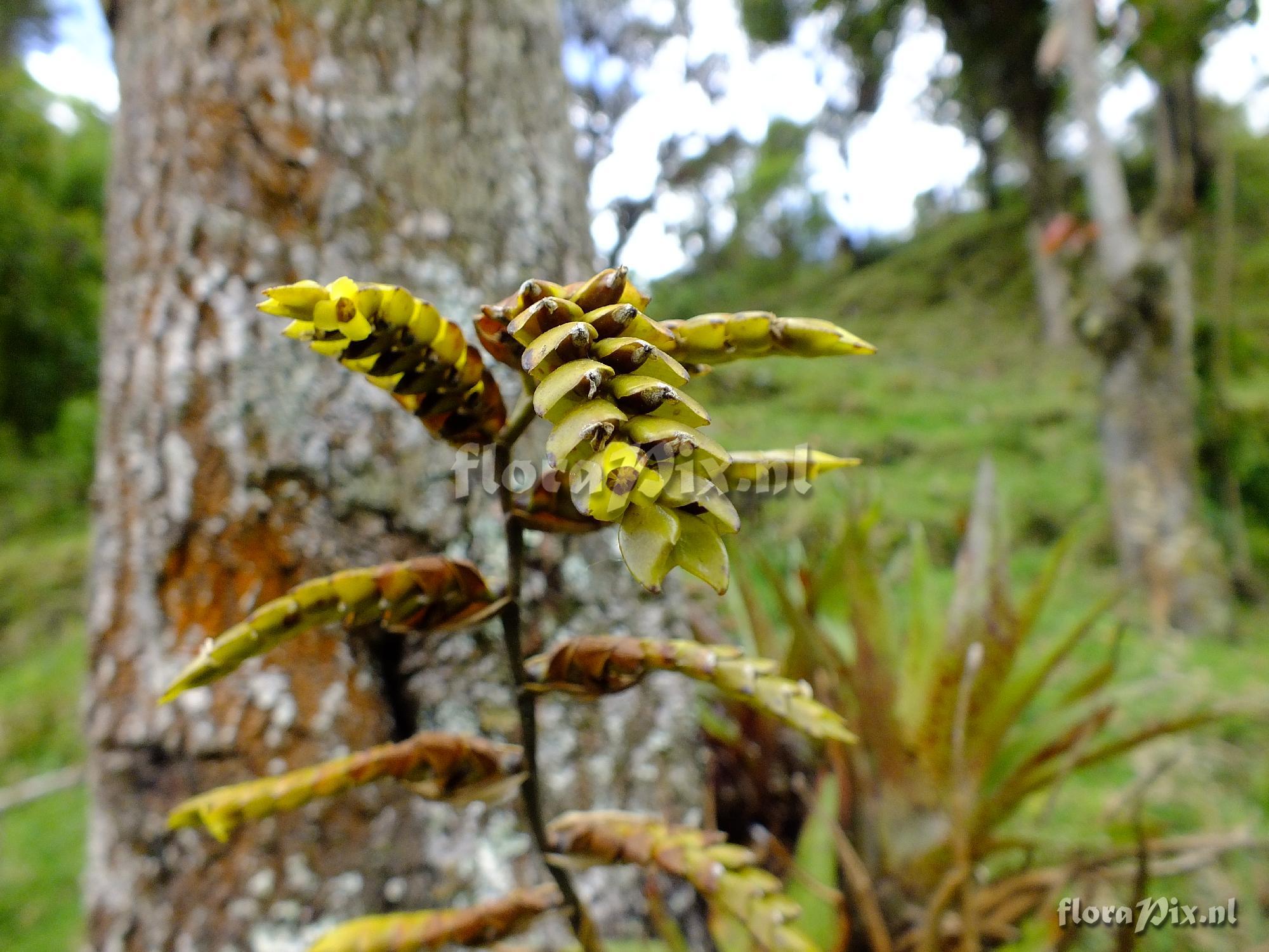 Racinaea goudae