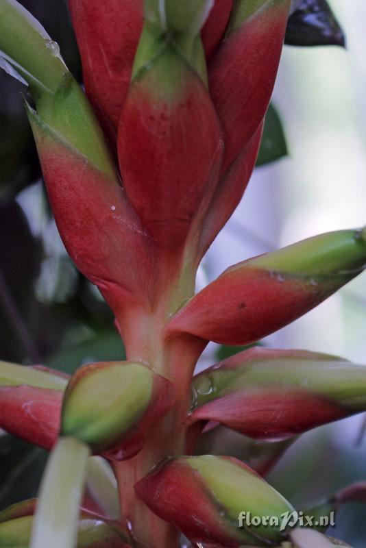 Pitcairnia maidifolia