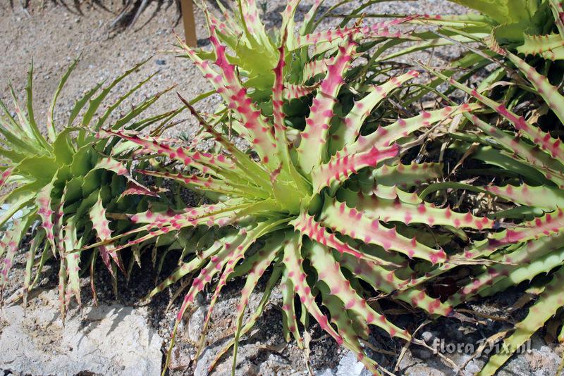 Hechtia glomerata