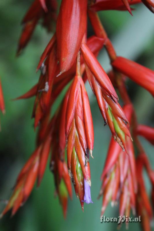 Tillandsia guatemalensis