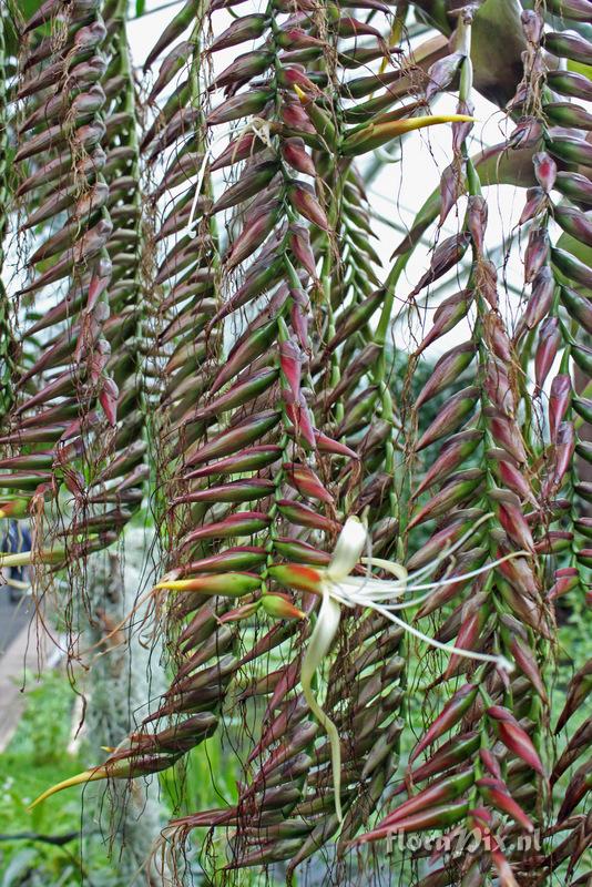 Alcantarea imperialis