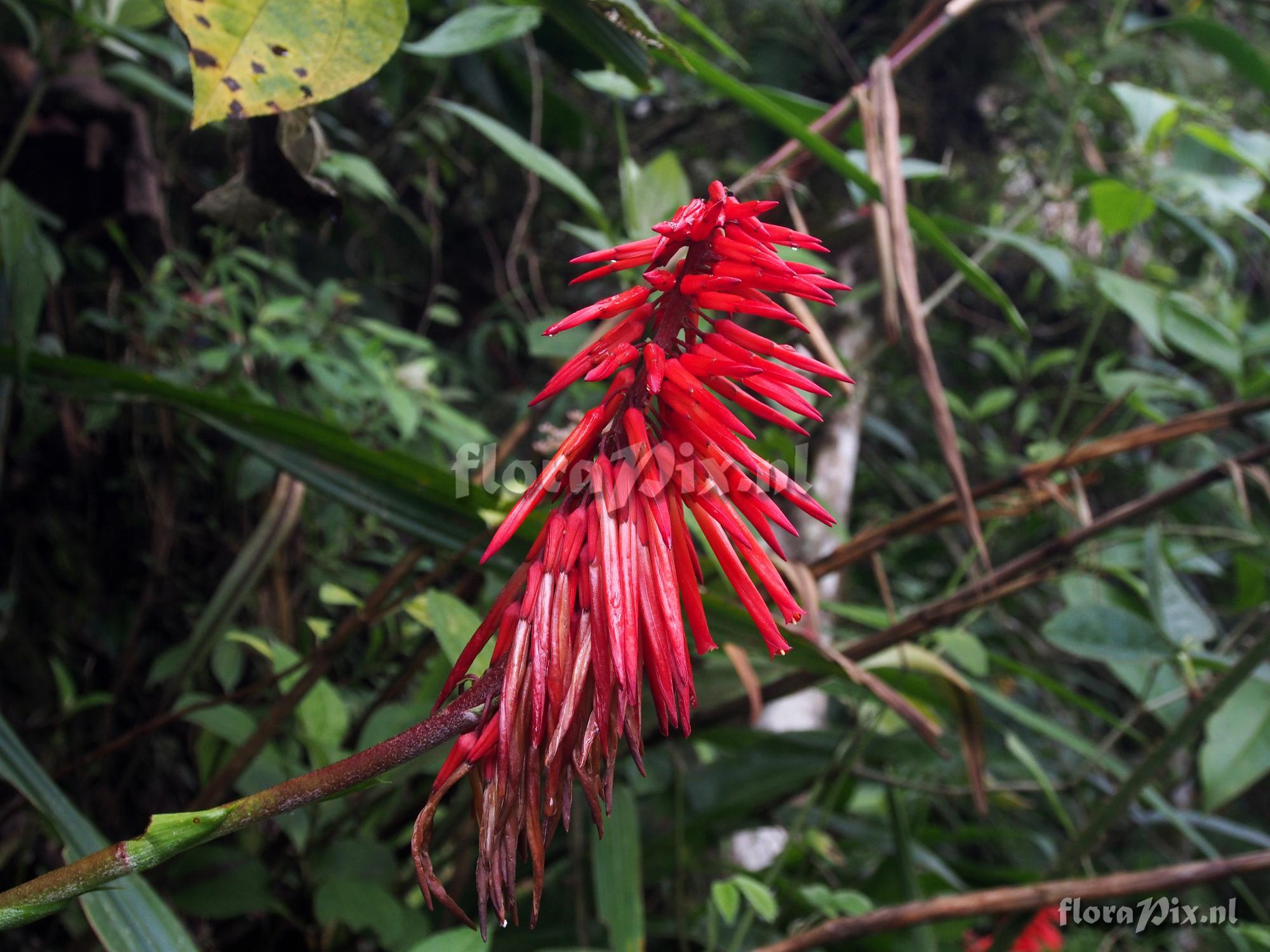 Pitcairnia reflexiflora