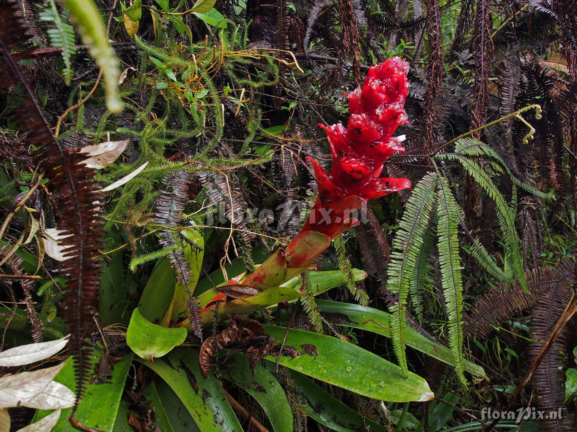 Mezobromelia 