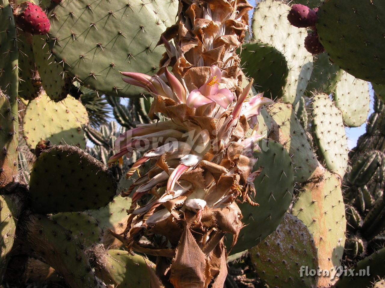 Puya 