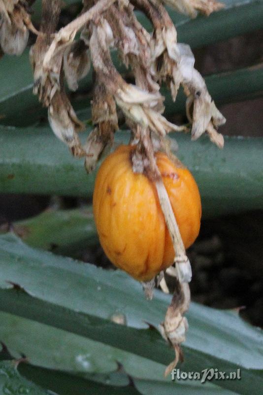 Bromelia pinguin