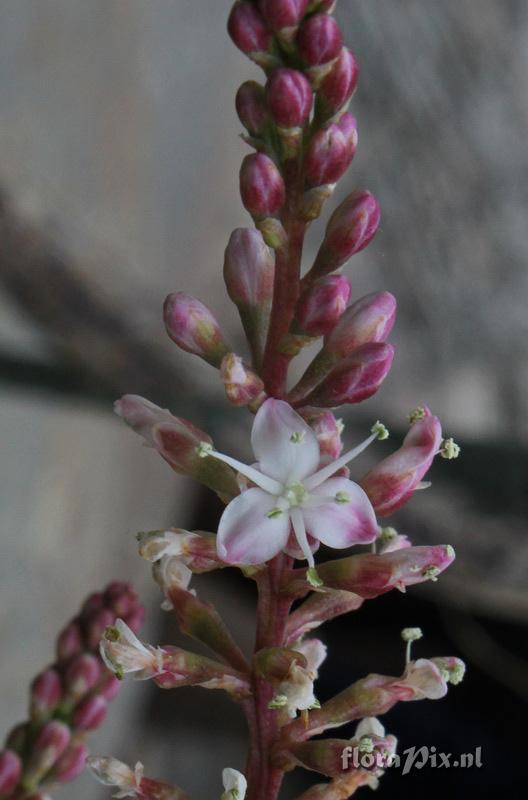 Hechtia epigyna