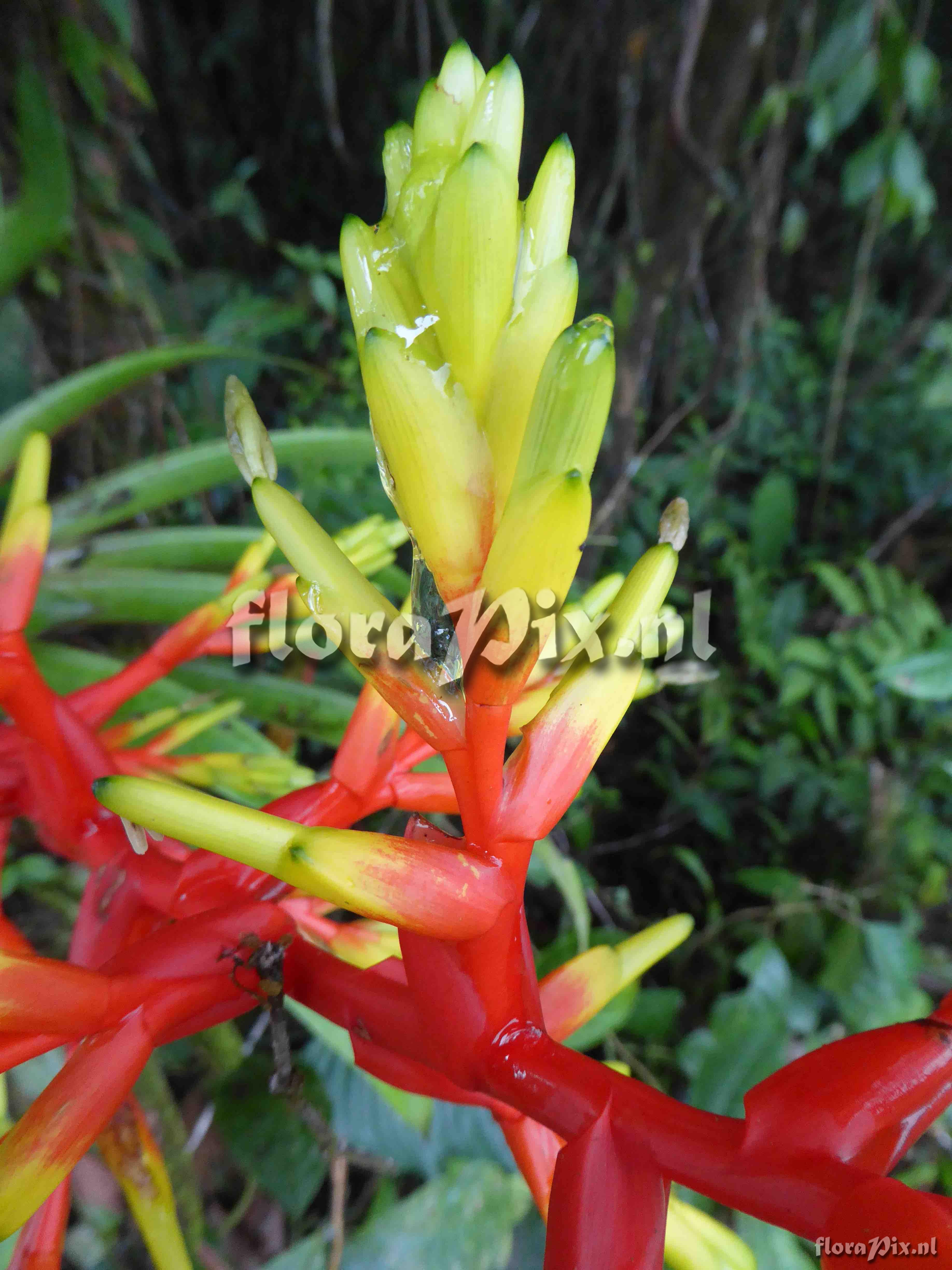 Guzmania scherzeriana 