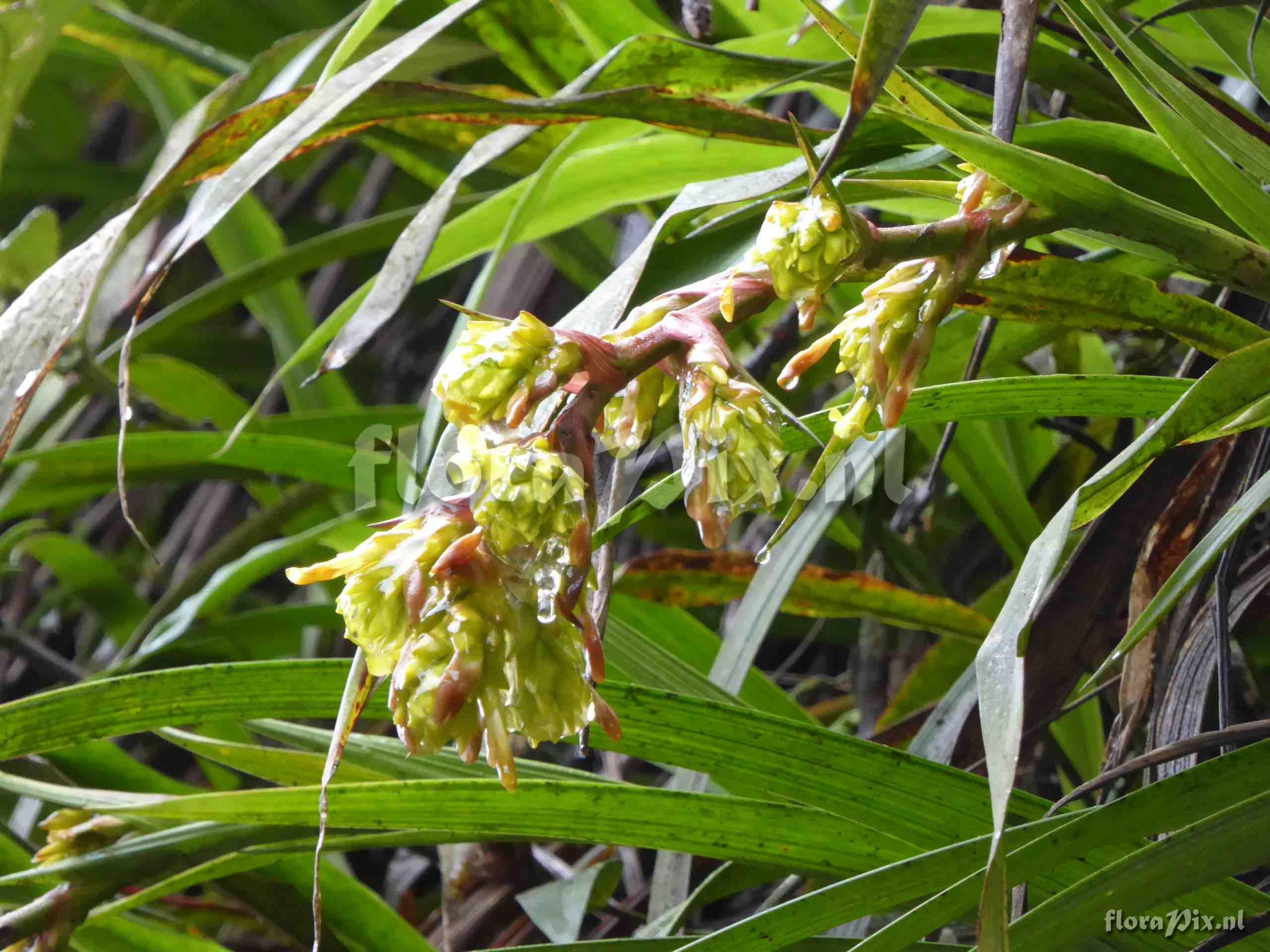 Guzmania sp. 