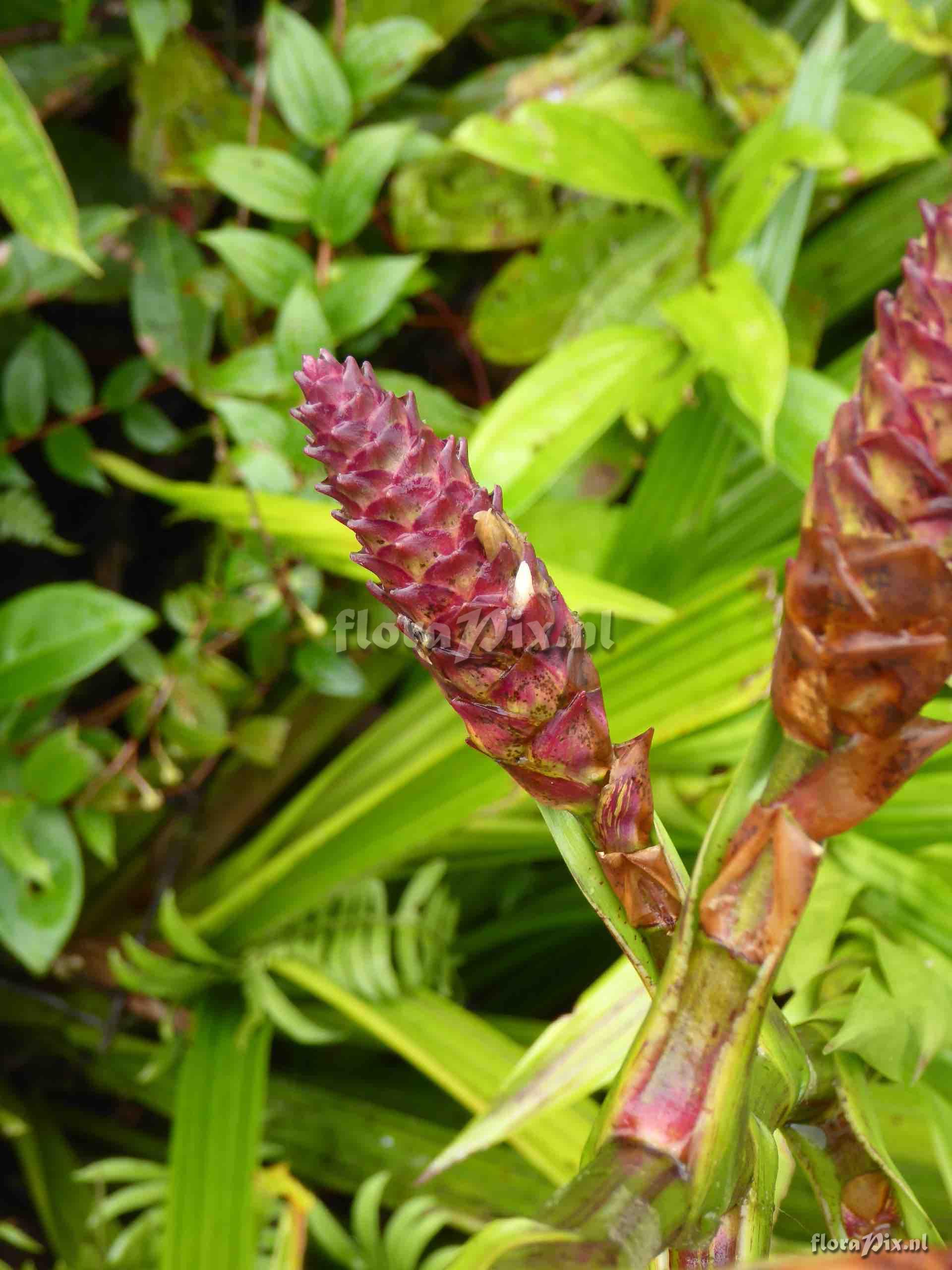 Guzmania hollinensis