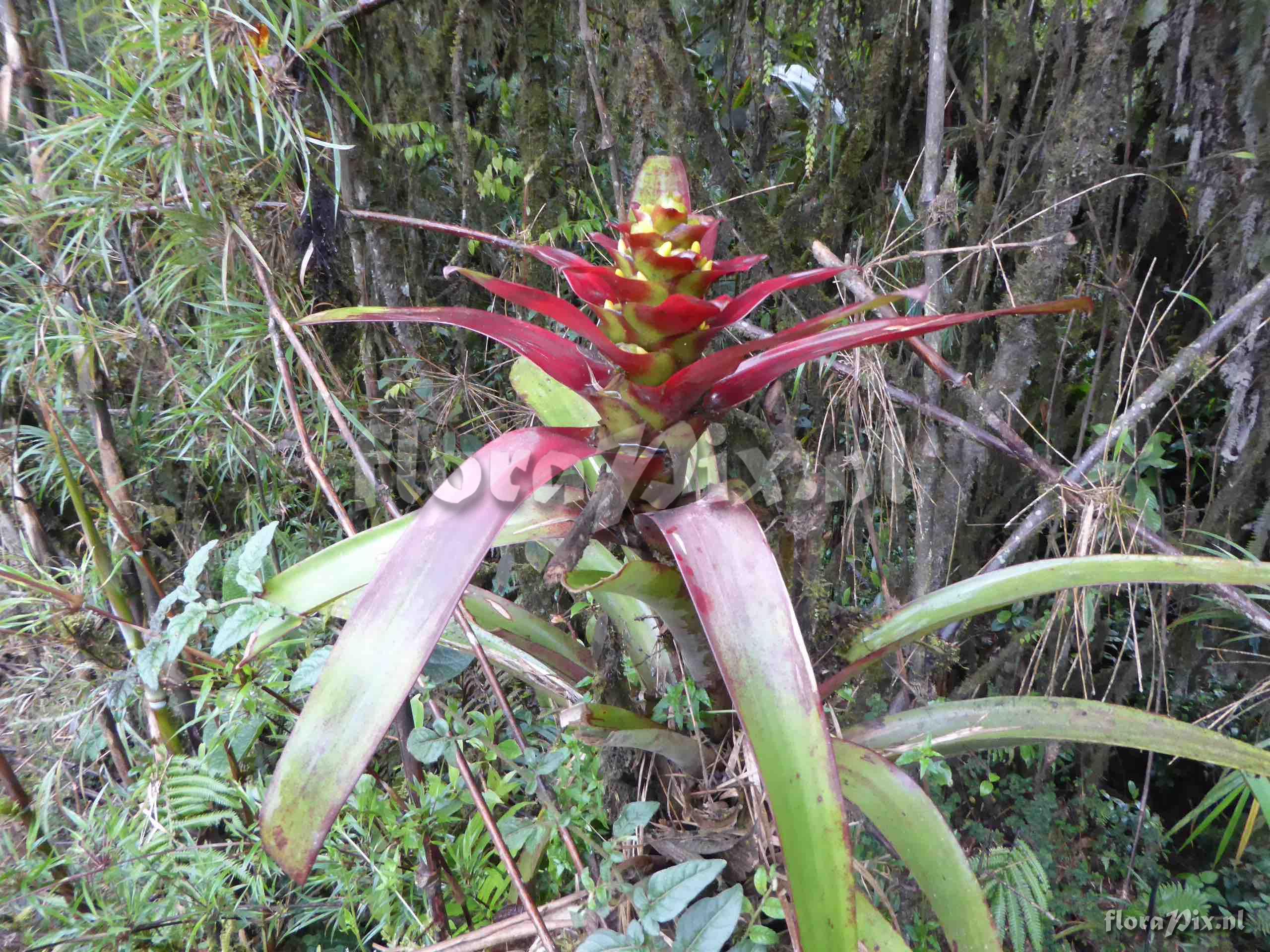 Guzmania squarrosa   