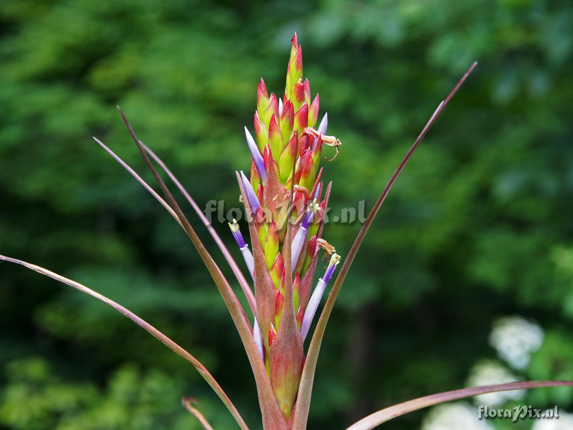 Tillandsia species