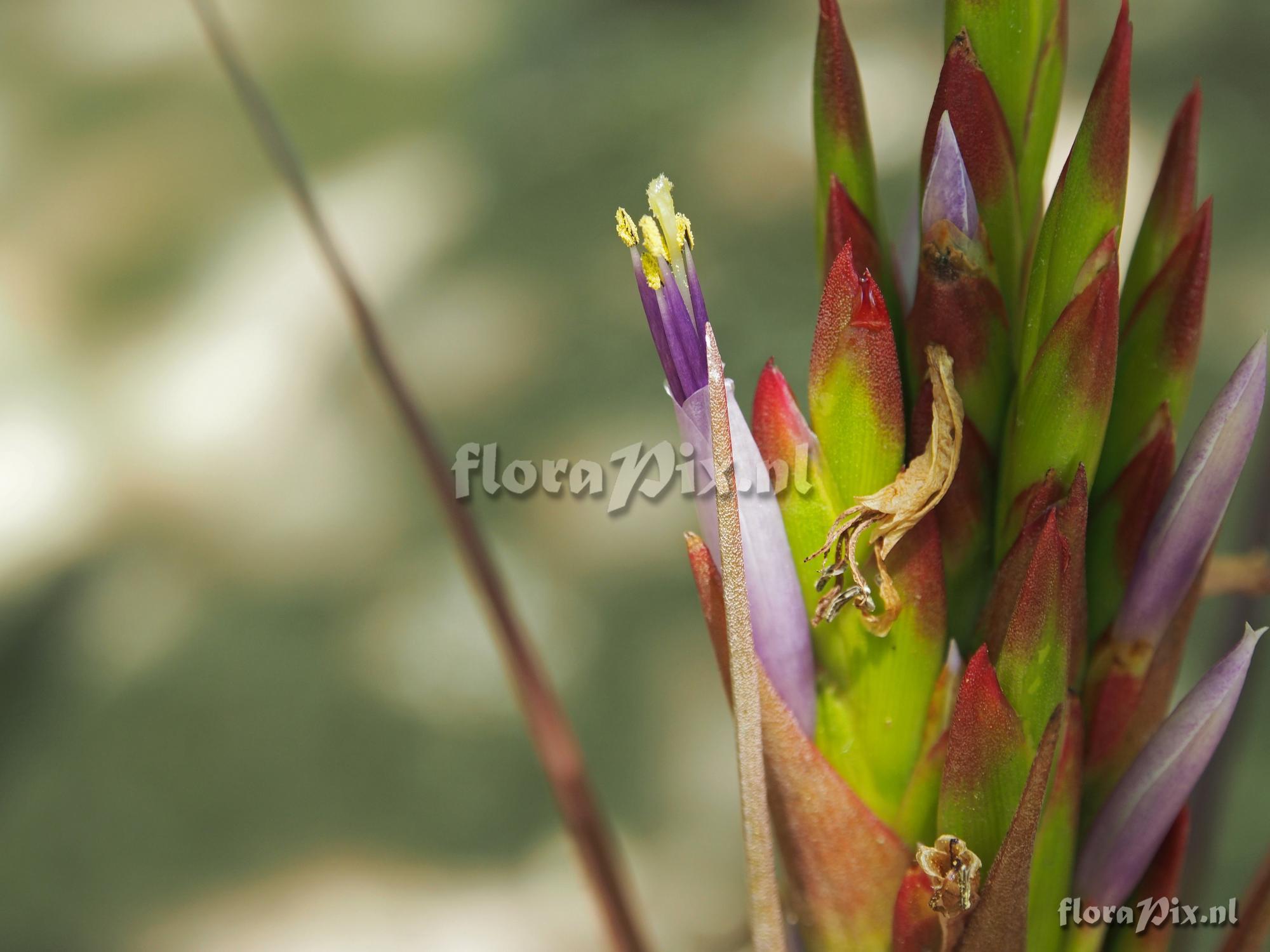 Tillandsia species