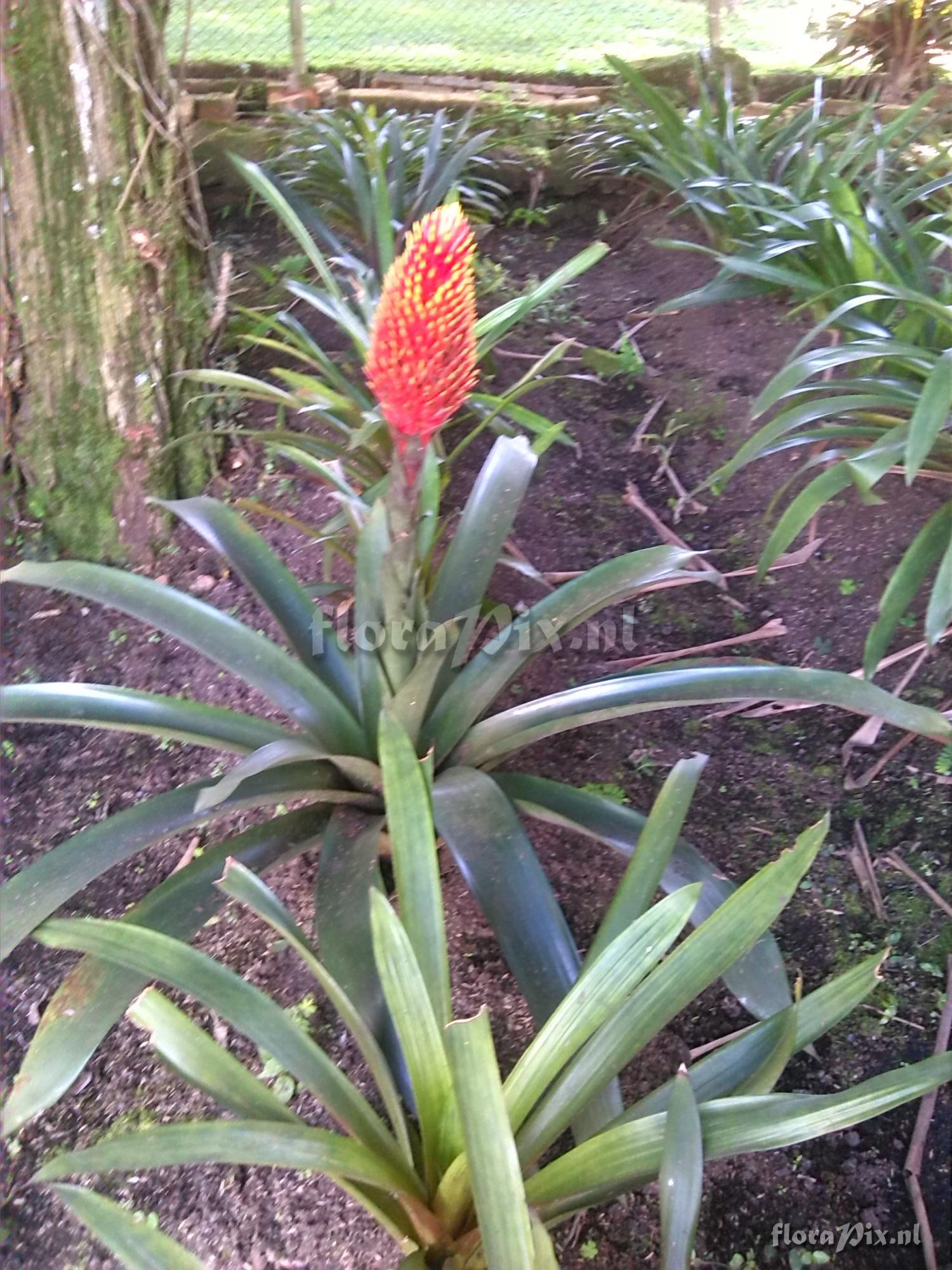 Guzmania conifera