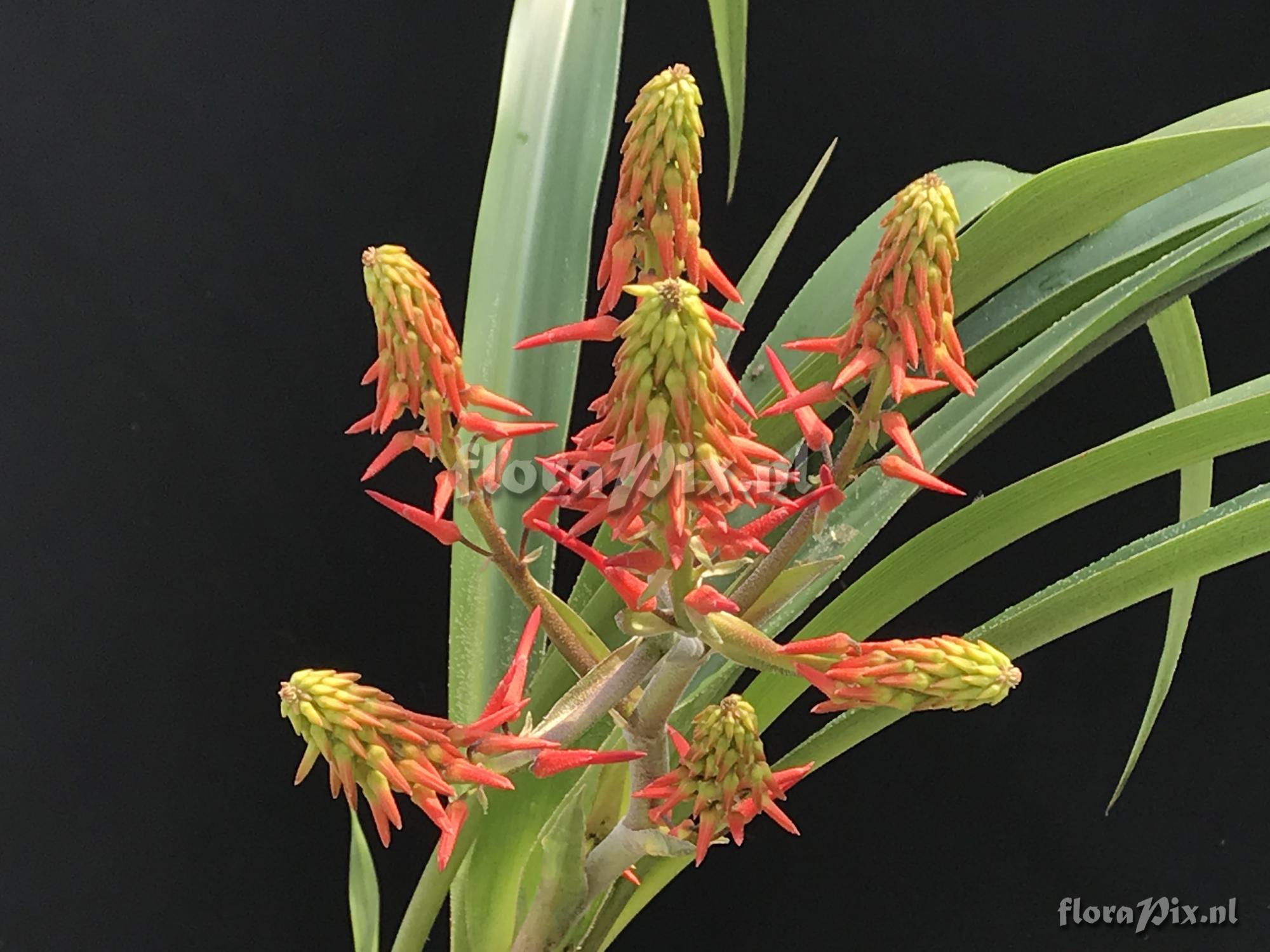 Pitcairnia lehmannii