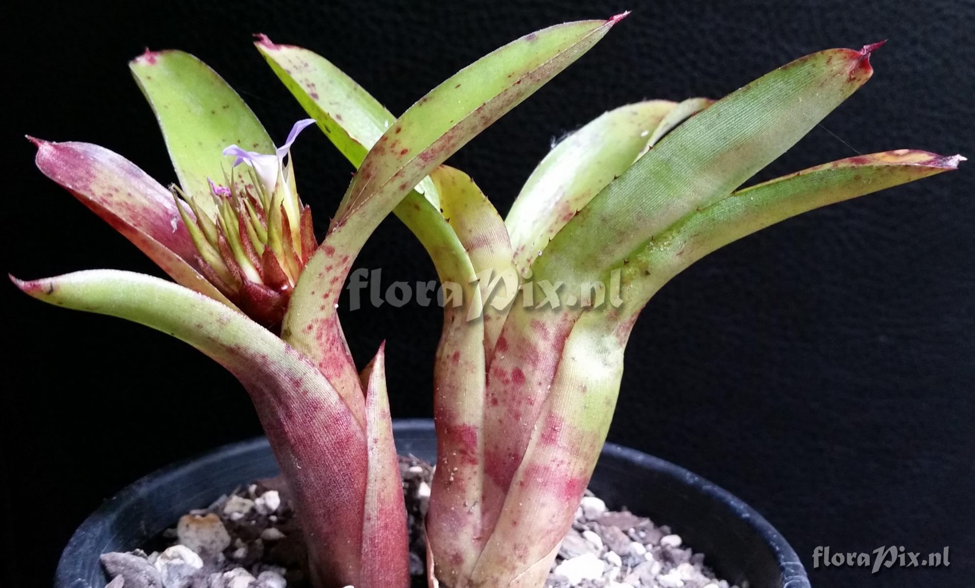 Neoregelia roethii